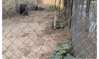 养鸡护栏网价格 养鸡护栏网价格